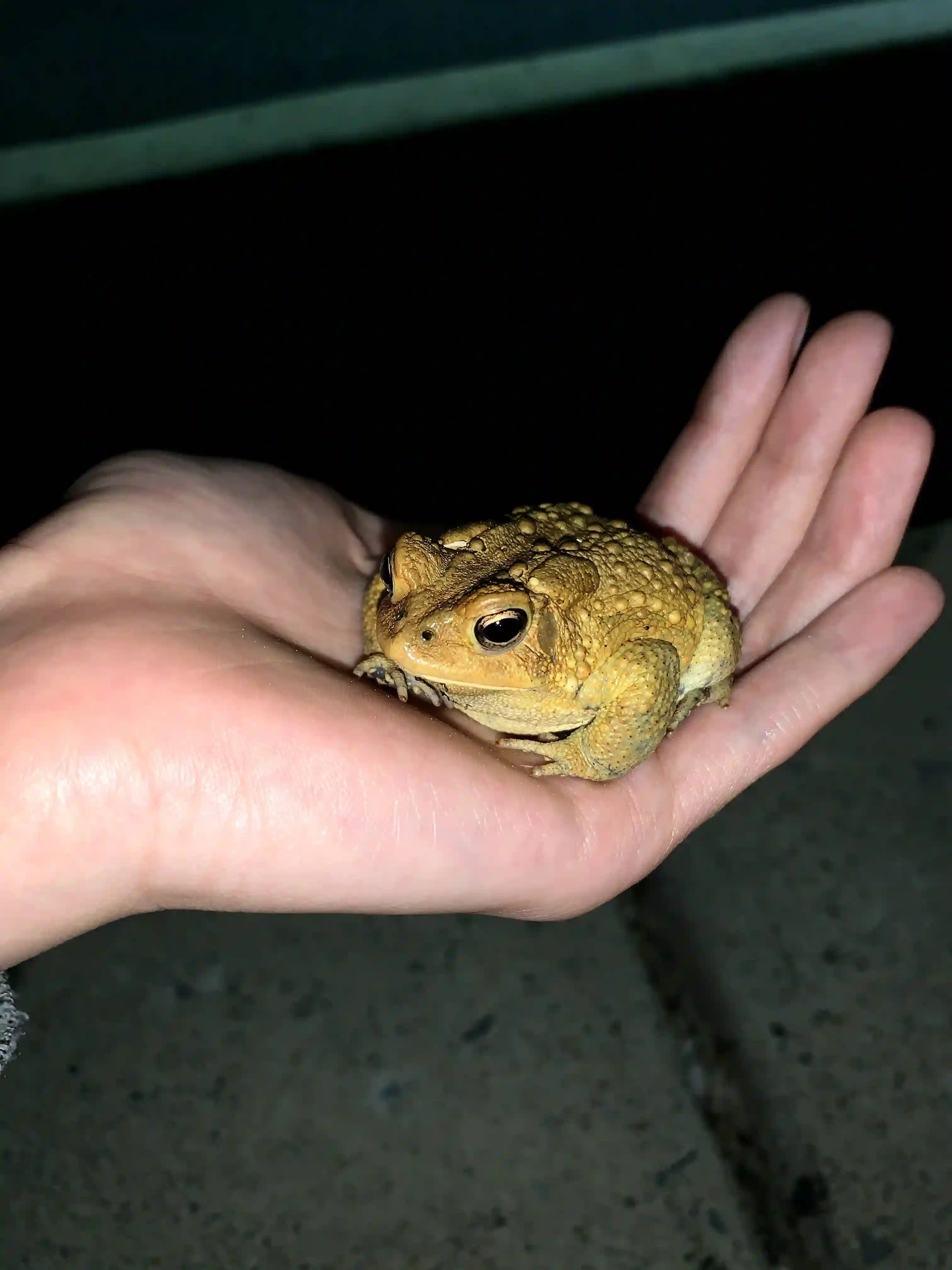 frog in hand